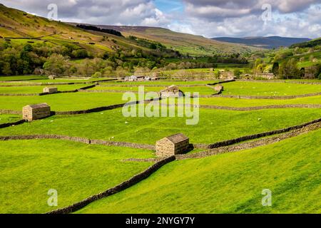 Typische Yorkshire Dales Landschaft in Swaledale, mit Scheunen, Schafen und Trockensteinmauern. Stockfoto