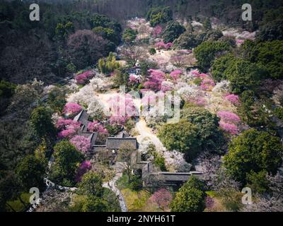 (230302) -- HANGZHOU, 2. März 2023 (Xinhua) -- Dieses Luftfoto wurde am 28. Februar 2023 aufgenommen und zeigt die blühenden Pflaumenblüten im Hangzhou Botanical Garden in Hangzhou, Ostchina Provinz Zhejiang. (Xinhua/Jiang Han) Stockfoto