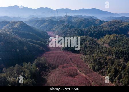 (230302) -- HANGZHOU, 2. März 2023 (Xinhua) -- Dieses Luftfoto wurde am 28. Februar 2023 aufgenommen und zeigt Kirschblüten in einem Tal im Miji-Dorf Lin'an in Hangzhou, Ostchina-Provinz Zhejiang. (Xinhua/Xu Yu) Stockfoto