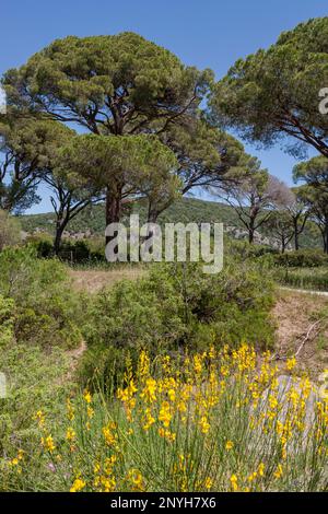 Kiefern und Besen im Parco Regionale della Maremma, Provinz Grosseto, Toskana, Italien Stockfoto