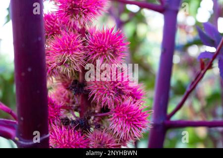 Anbau roter Rizinusbohnen auf der Pflanze im Obstgarten Stockfoto