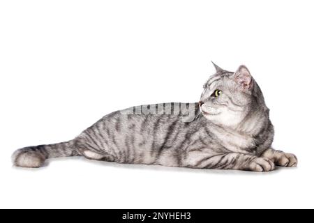 Silberne Tabby-Katze, isoliert auf weiß Stockfoto