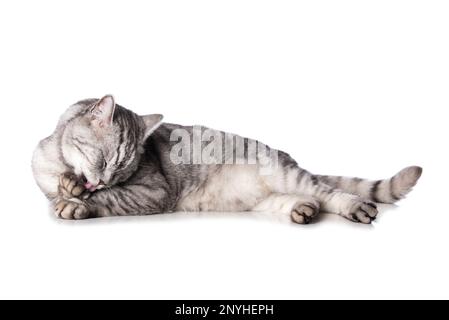 Silberne Tabby-Katze, isoliert auf weiß Stockfoto