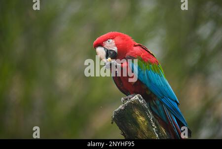 Hamburg, Deutschland. 02. März 2023. Im Zoo Hagenbeck isst ein Grünflügelaras eine Nuss in seinem Vogelhaus. Der Hagenbeck Zoo beginnt seine Hauptsaison ab März 4. Kredit: Daniel Reinhardt/dpa/Alamy Live News Stockfoto