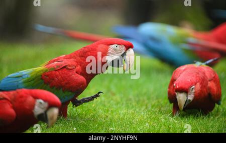 Hamburg, Deutschland. 02. März 2023. Im Zoo Hagenbeck isst ein Grünflügelaras eine Nuss in seinem Vogelhaus. Der Hagenbeck Zoo beginnt seine Hauptsaison ab März 4. Kredit: Daniel Reinhardt/dpa/Alamy Live News Stockfoto