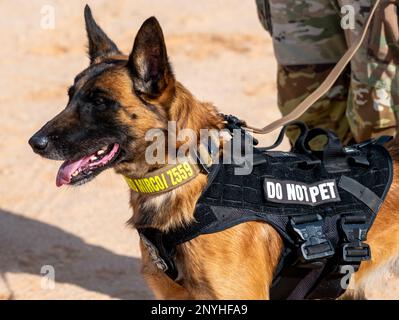 Mirco, ein militärisch arbeitender Hund des 378. Geschwaders der Sicherheitskräfte, trainiert auf einem Schießstand auf dem Luftwaffenstützpunkt Prince Sultan, Königreich Saudi-Arabien, 21. Januar 2023. K9 die Verteidiger und ihre Betreuer müssen gemeinsam im Umgang mit Feuerwaffen trainieren, um in stressigen realen Situationen eine sichere Interoperabilität zu gewährleisten. Stockfoto