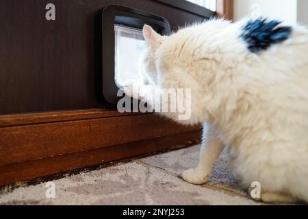 Walldorf, Deutschland. 28. Februar 2023. CAT Fluffy steht vor der Katzenklappe in der Wohnung ihres Besitzers Regine Tredwell. Zum Schutz der vom Aussterben bedrohten Kammbrühe gilt ab April wieder der "Hausarrest" für Katzen in Teilen von Walldorf (Rhein-Neckar-Bezirk). Kredit: Uwe Anspach/dpa/Alamy Live News Stockfoto