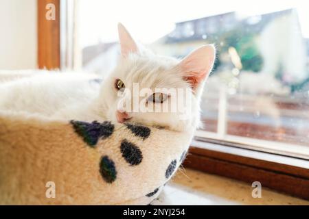 Walldorf, Deutschland. 28. Februar 2023. CAT Fluffy liegt auf dem Fensterbrett in der Wohnung ihres Besitzers Regine Tredwell. Zum Schutz der vom Aussterben bedrohten Kammbrühe gilt ab April wieder der "Hausarrest" für Katzen in Teilen von Walldorf (Rhein-Neckar-Bezirk). Kredit: Uwe Anspach/dpa/Alamy Live News Stockfoto