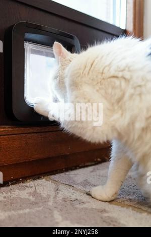 Walldorf, Deutschland. 28. Februar 2023. CAT Fluffy steht vor der Katzenklappe in der Wohnung ihres Besitzers Regine Tredwell. Zum Schutz der vom Aussterben bedrohten Kammbrühe gilt ab April wieder der "Hausarrest" für Katzen in Teilen von Walldorf (Rhein-Neckar-Bezirk). Kredit: Uwe Anspach/dpa/Alamy Live News Stockfoto