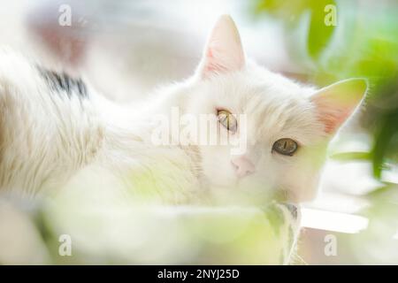 Walldorf, Deutschland. 28. Februar 2023. CAT Fluffy liegt auf dem Fensterbrett in der Wohnung ihres Besitzers Regine Tredwell. Zum Schutz der vom Aussterben bedrohten Kammbrühe gilt ab April wieder der "Hausarrest" für Katzen in Teilen von Walldorf (Rhein-Neckar-Bezirk). Kredit: Uwe Anspach/dpa/Alamy Live News Stockfoto