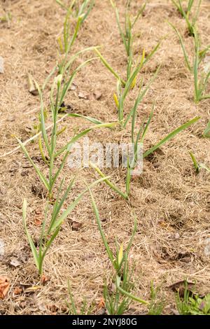 Junge Knoblauchpflanzen, die in einem Bio-Garten mit trockenem Stroh gemulcht werden Stockfoto