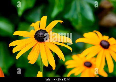 Nahaufnahme eines gelben Koneflugons (Rudbeckia fulgida) vor einem grünen Hintergrund. Stockfoto