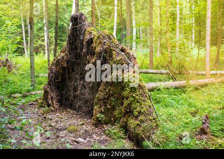 Baumwurzel. Geheimnisvoller Waldhintergrund. Ein alter, trockener Baum, der in der Wurzel eines verlassenen Waldes liegt Stockfoto