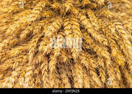 Die Struktur der Ähren von Weizen und Weizenkörnern wird im Nahbereich des Hintergrunds dargestellt. Stockfoto