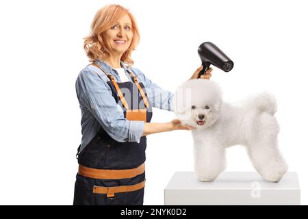 Weibliche Tierpflegerin trocknet einen bichon Frise Hund und lächelt vor der Kamera isoliert auf weißem Hintergrund Stockfoto