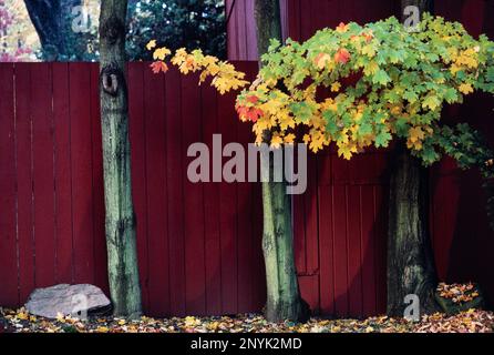 Bunte Ahornblätter im Herbst kontrastieren mit grauen Baumstämmen und rotem Zaun Stockfoto