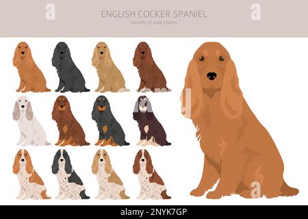 Englischer Cocker Spaniel Clipart. Verschiedene Posen, Fellfarben eingestellt. Vektorgrafik Stock Vektor