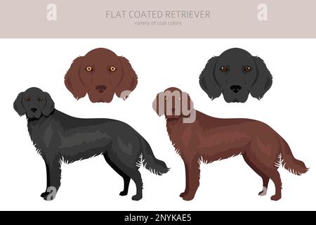 Flache beschichtete Retriever-Cliparts. Verschiedene Posen, Fellfarben eingestellt. Vektorgrafik Stock Vektor