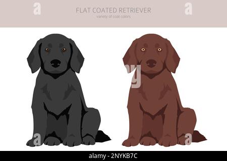 Flache beschichtete Retriever-Cliparts. Verschiedene Posen, Fellfarben eingestellt. Vektorgrafik Stock Vektor