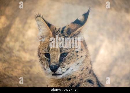 Der Serval (Leptailurus serval) ist eine Wildkatze, die in Afrika heimisch ist. Sie zeichnet sich durch einen kleinen Kopf, große Ohren und einen goldgelben bis puschelgelben Mantel aus Stockfoto