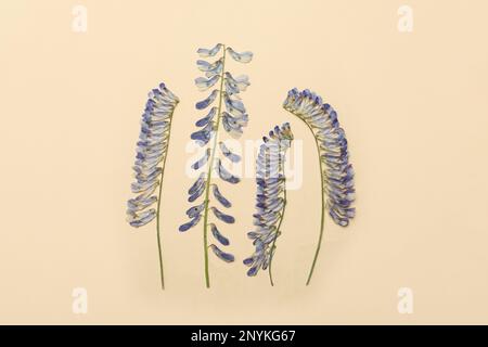 Gepresste getrocknete Blumen auf beigefarbenem Hintergrund. Wunderschönes Herbarium Stockfoto