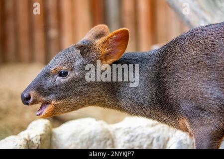 Ein Nahbild von Südpudu (Pudu puda). Es kommt aus Südchilen und Südwestargentinien. Stockfoto