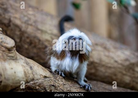 Ein Baumwoll-Top-Tamarin-Nahaufnahme. Einer der kleinsten Primaten. Leicht erkennbar an dem langen, weißen sagittalen Wappen, das von der Stirn ausgeht Stockfoto