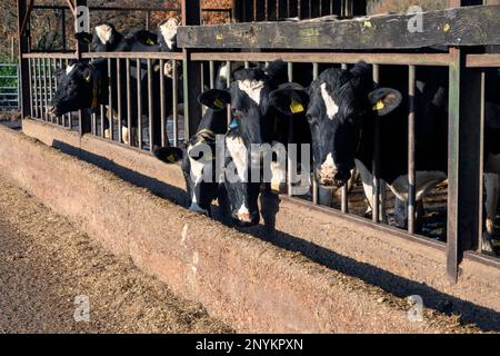 Kühe melken, die im Stall winterten. Stockfoto