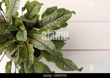 Topfsorrel Pflanze auf weißem Holztisch, Draufsicht Stockfoto