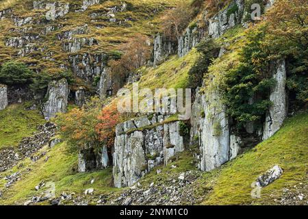 Sycamore Rowan und Juniper wachsen aus den doleritschen Klippen von Holwick Scars Upper Teesdale, County Durham, Teil des Whin Sill Stockfoto