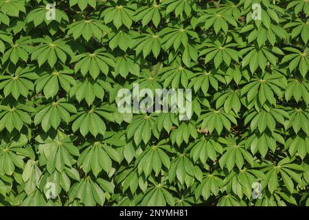 Die Flammen einer Fackel bilden die Form einer Göttin im Gesicht eines Menschen, der sie ansieht Stockfoto