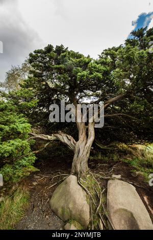 Junioren mit verdrehter Rinde und Rüssel auf dem Pennine Way in der Nähe von High Force, River Tees, County Durham Stockfoto