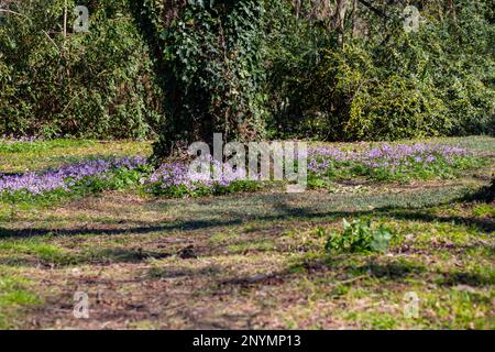 Dentaria bulbifera. Kardamin, erste Frühlingswaldblumen, selektiver Fokus. Lila und lila Waldblumen. Wunderschöner Frühlingsblümchenhintergrund Stockfoto