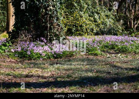 Dentaria bulbifera. Kardamin, erste Frühlingswaldblumen, selektiver Fokus. Lila und lila Waldblumen. Wunderschöner Frühlingsblümchenhintergrund Stockfoto
