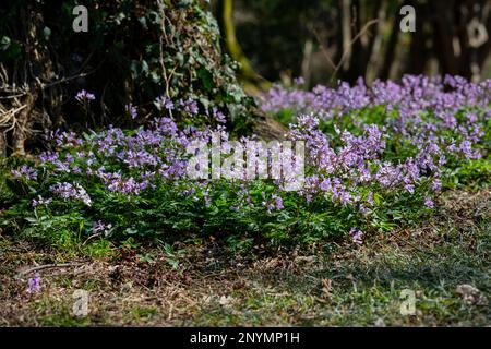 Dentaria bulbifera. Kardamin, erste Frühlingswaldblumen, selektiver Fokus. Lila und lila Waldblumen. Wunderschöner Frühlingsblümchenhintergrund Stockfoto