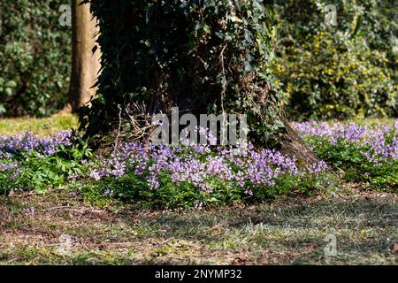 Dentaria bulbifera. Kardamin, erste Frühlingswaldblumen, selektiver Fokus. Lila und lila Waldblumen. Wunderschöner Frühlingsblümchenhintergrund Stockfoto