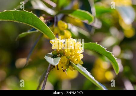 Japanische Barbeere. Gelbe Blumen. Berberis Thunbergii. Die Blüte von Thunbergs Barbeere. Eine Gruppe wunderschöner, kleiner gelber Blütenblüten in Blüte. Japanisch Stockfoto