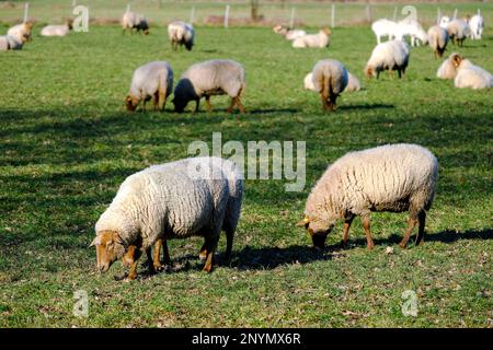 DEU, Deutschland, Nordrhein-Westfalen, Niederrhein, Hamminkeln, Dingden, 01.03.2023: Schafe auf einer Wiese im Naturschutzgebiet Dingdener Heide, die Stockfoto