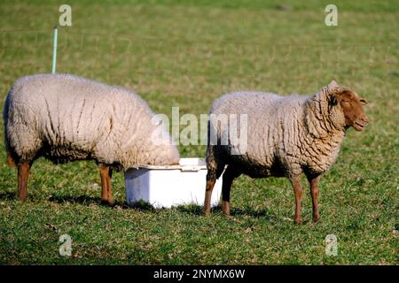 DEU, Deutschland, Nordrhein-Westfalen, Niederrhein, Hamminkeln, Dingden, 01.03.2023: Schafe auf einer Wiese im Naturschutzgebiet Dingdener Heide, die Stockfoto