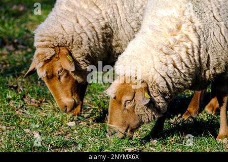 DEU, Deutschland, Nordrhein-Westfalen, Niederrhein, Hamminkeln, Dingden, 01.03.2023: Schafe auf einer Wiese im Naturschutzgebiet Dingdener Heide, die Stockfoto