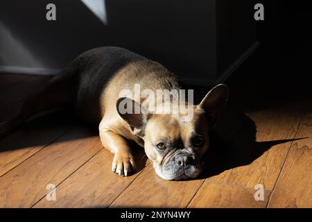 Eine französische Bulldogge, die auf einem Holzboden liegt. Stockfoto