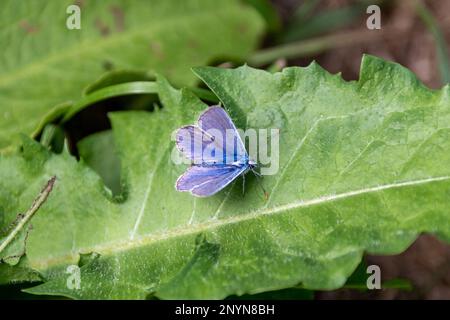 Ein männlicher blauer Schmetterling, Polyommatus ikarus, der mit offenen Flügeln auf dem Blatt einer Löwenzahn-Pflanze ruht Stockfoto