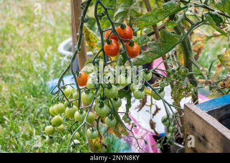 Ein Stück Kirschtomaten mit reifen und unreifen Früchten auf einer Tomatenrebe, die draußen in einem Growbag wächst Stockfoto