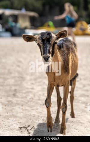 Ziege am Strand Bella Vraka Sivota Thesprotia Griechenland Stockfoto