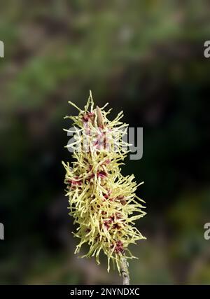 Hexe Hazel--Hamamelis--blühend im Winter, Deutschland Stockfoto