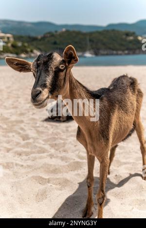 Ziege am Strand Bella Vraka Sivota Thesprotia Griechenland Stockfoto