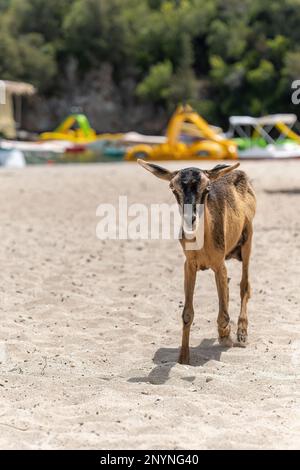 Ziege am Strand Bella Vraka Sivota Thesprotia Griechenland Stockfoto