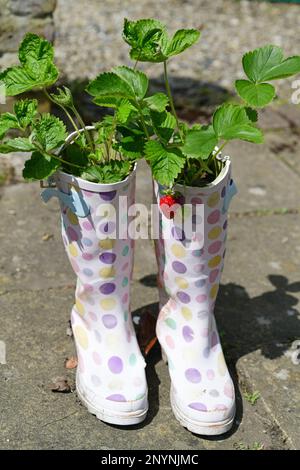 Strawberrys (fragaria) wachsen in alten wellington-Stiefeln im Garden united Kingdom Stockfoto