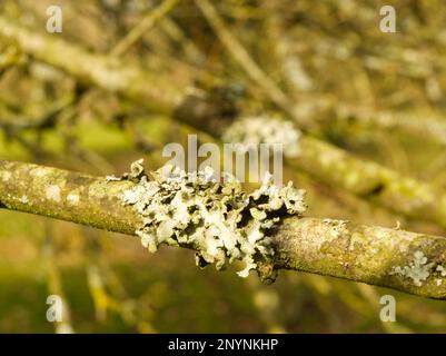 Mönche hauben Flechten, die auf Obstbäumen wachsen Stockfoto