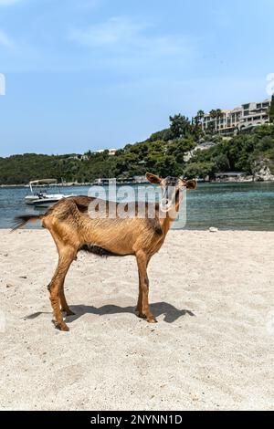 Ziege am Strand Bella Vraka Sivota Thesprotia Griechenland Stockfoto